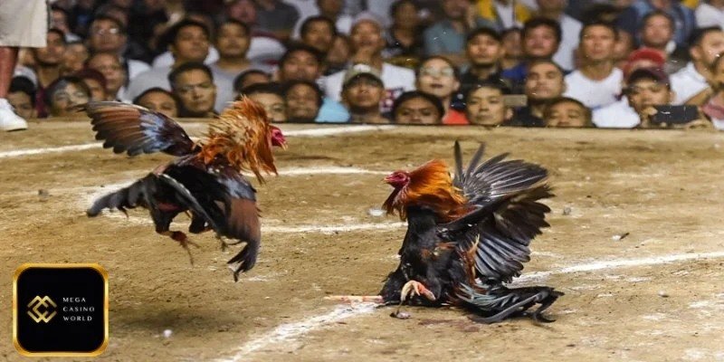উন্নত গেমিং অভিজ্ঞতার সাথে সরাসরি গরু লড়াই